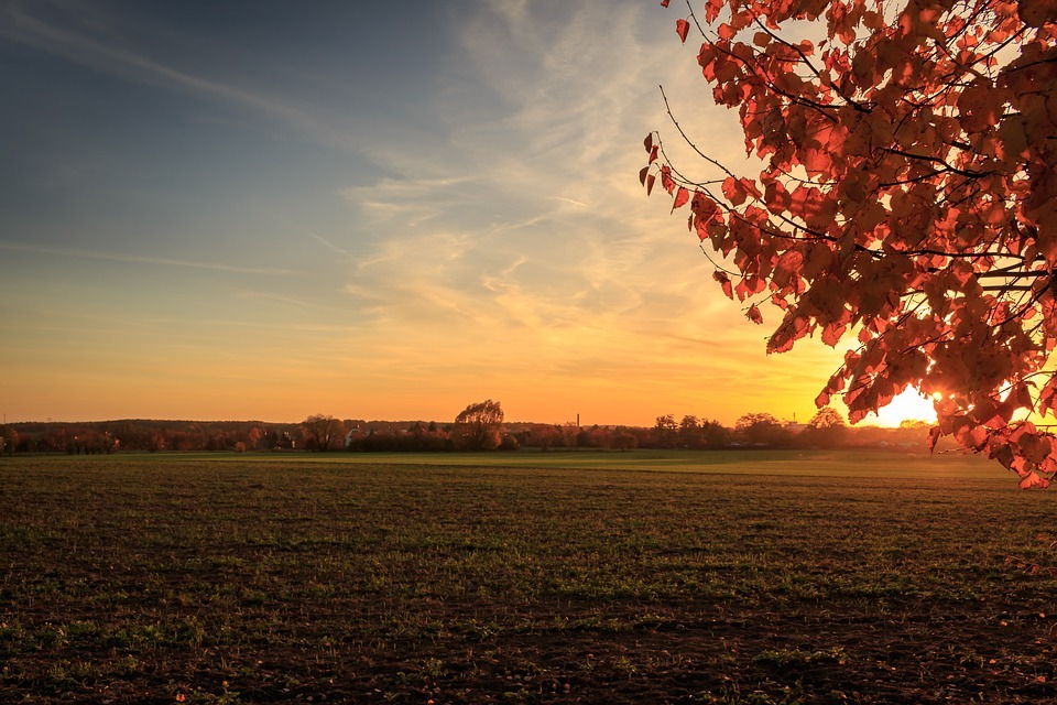 a wide green pasture at dusk with a red-leafed tree in the foreground