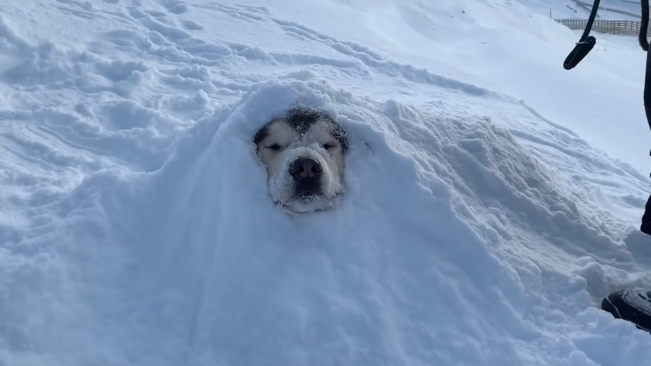 dog with white face and black fur buried in snow