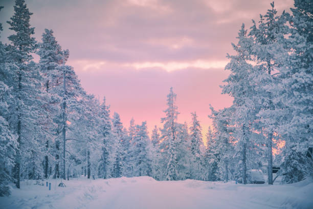 a line of snow covered trees backlit by a pale pink and purple sky